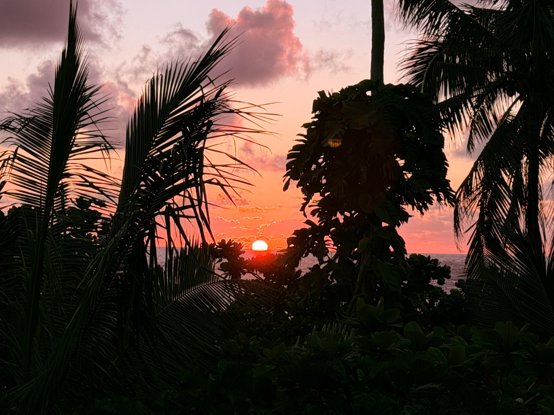 Sunset through the palms